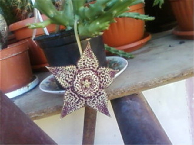 stapelija cvijet